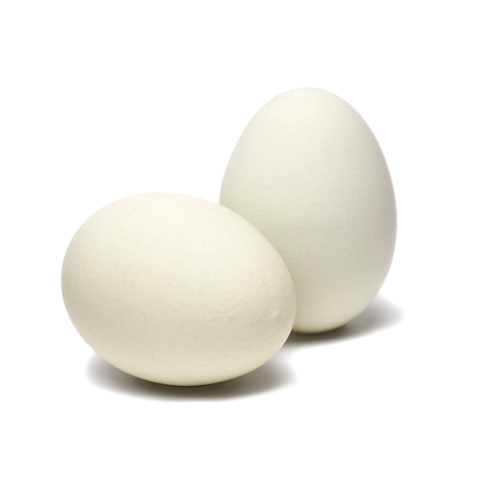 Egg