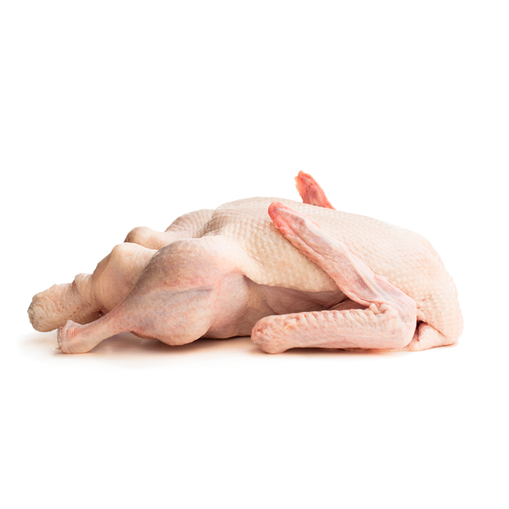 Duck