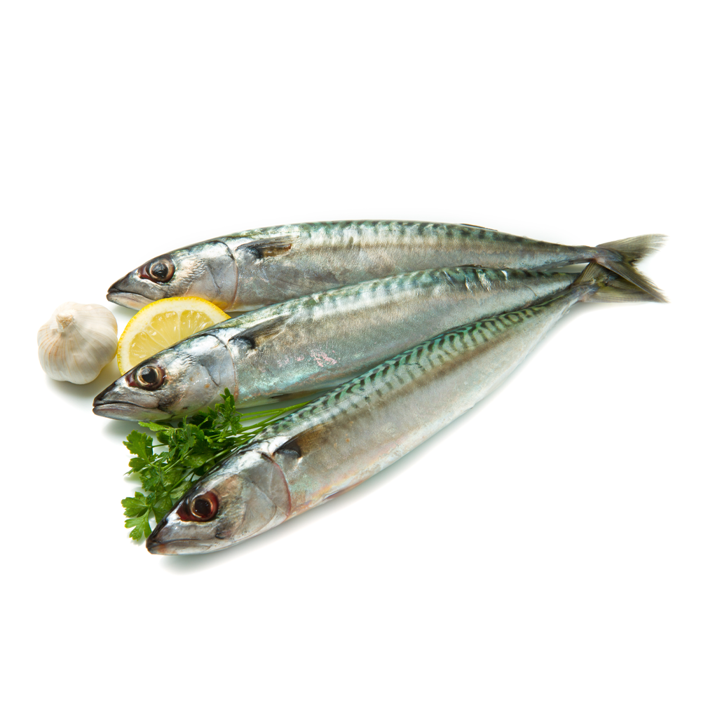 Sardines