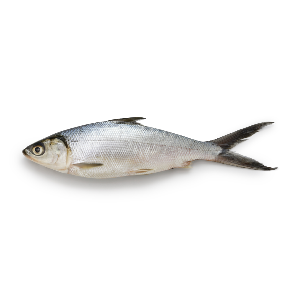 Milk Fish