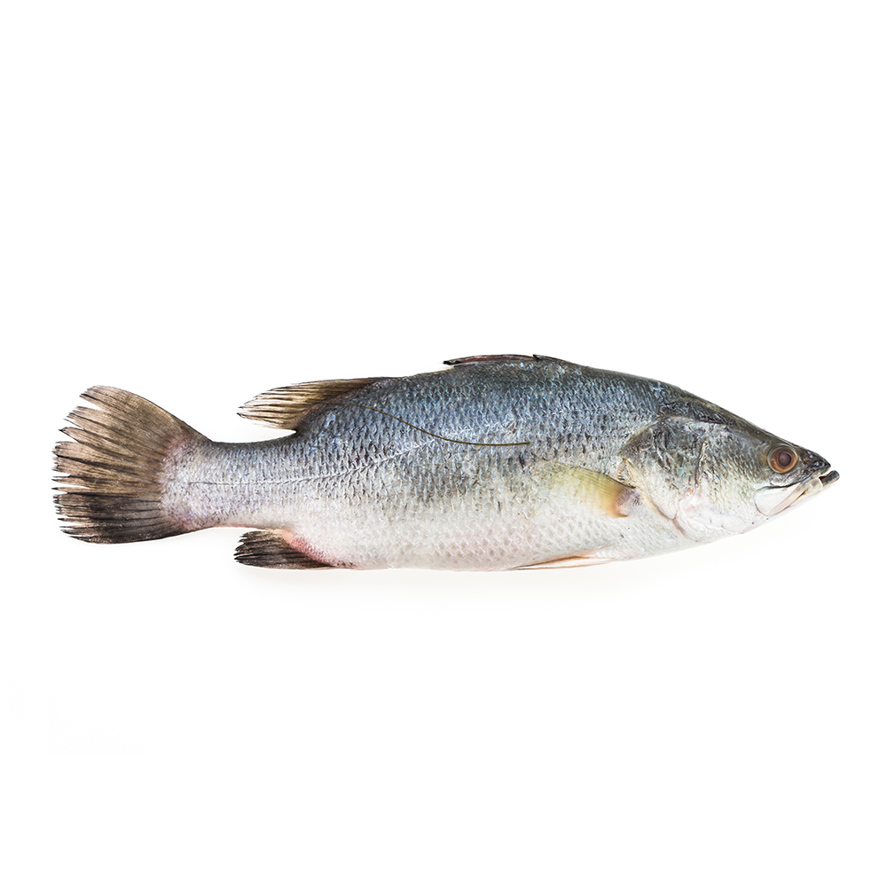 Grouper Fish