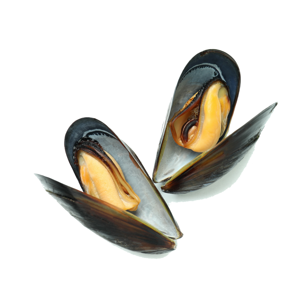 Oyster