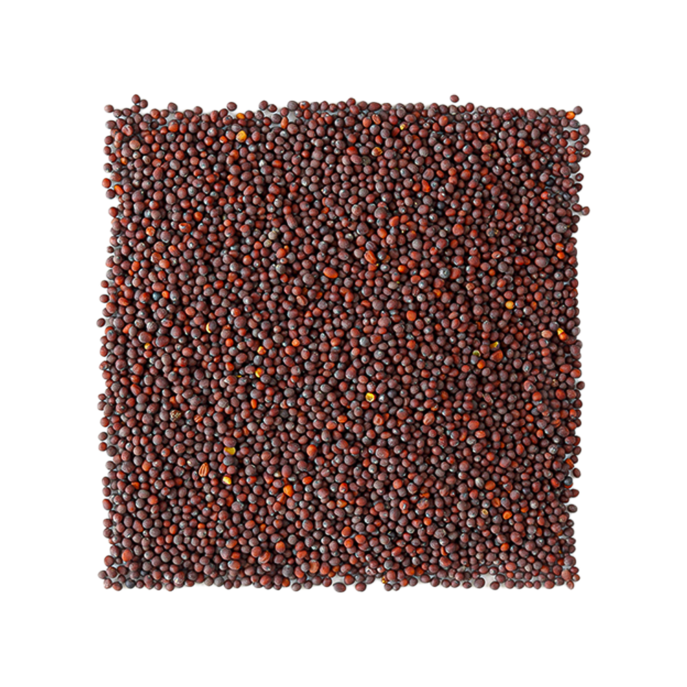 Black Mustard